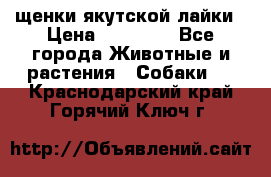 щенки якутской лайки › Цена ­ 15 000 - Все города Животные и растения » Собаки   . Краснодарский край,Горячий Ключ г.